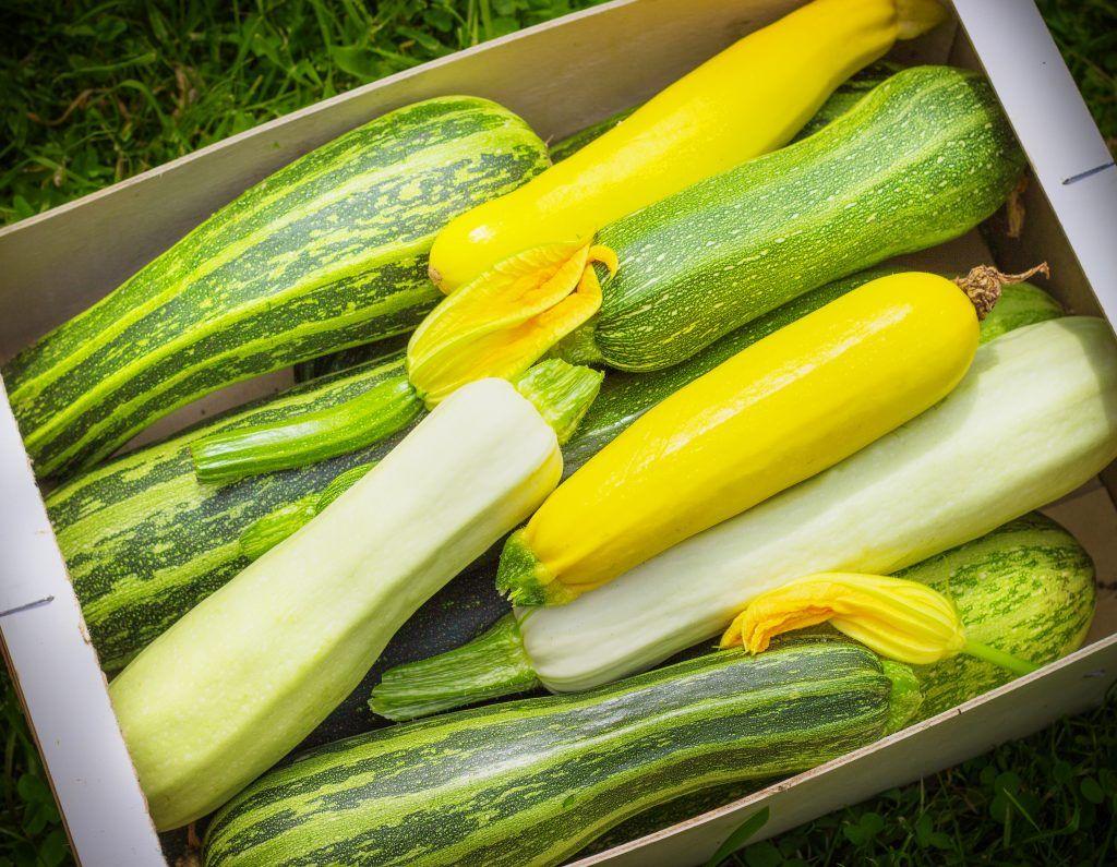 viele Zucchini