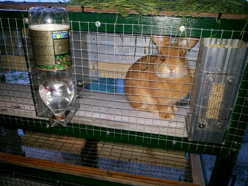 lapin dans une cage