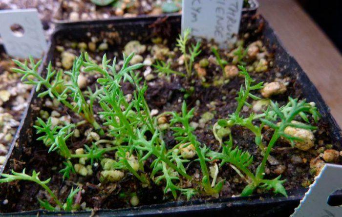 plants de grande camomille