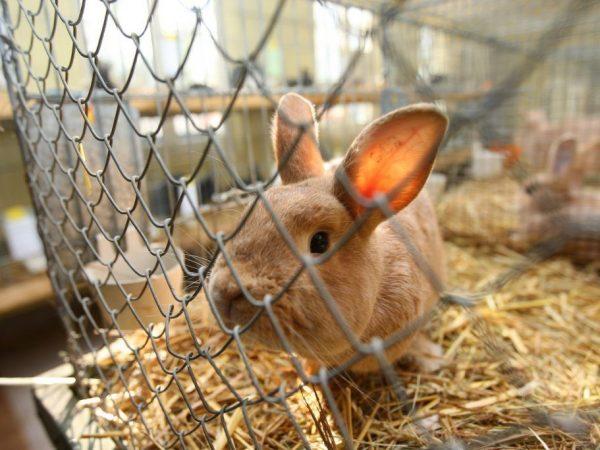 lapin dans une cage