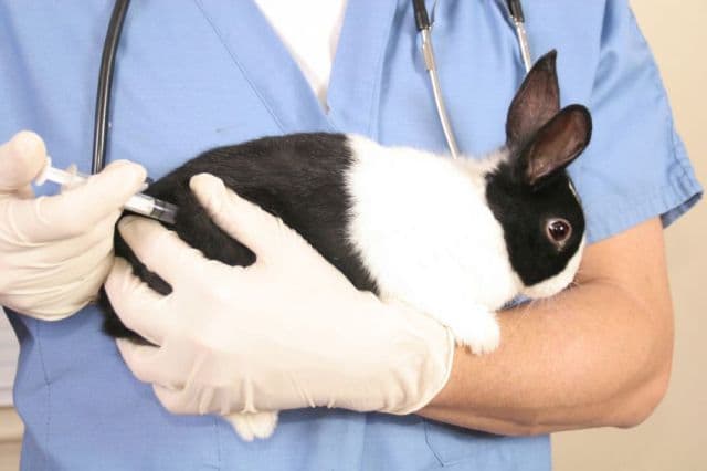 rabbit injection