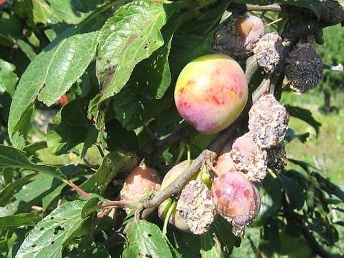 Prune balai de sorcière