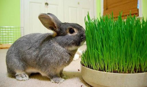 lapin d'herbe