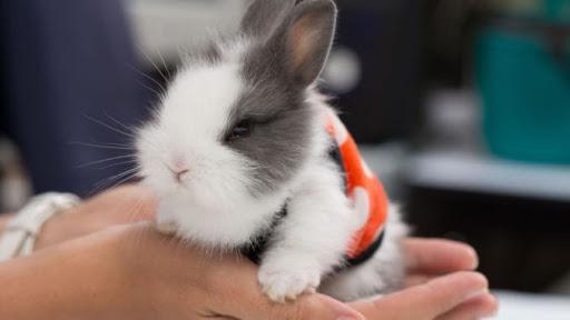 dekorative Kaninchen