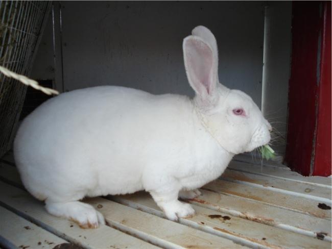 Kaninchen beschleunigen