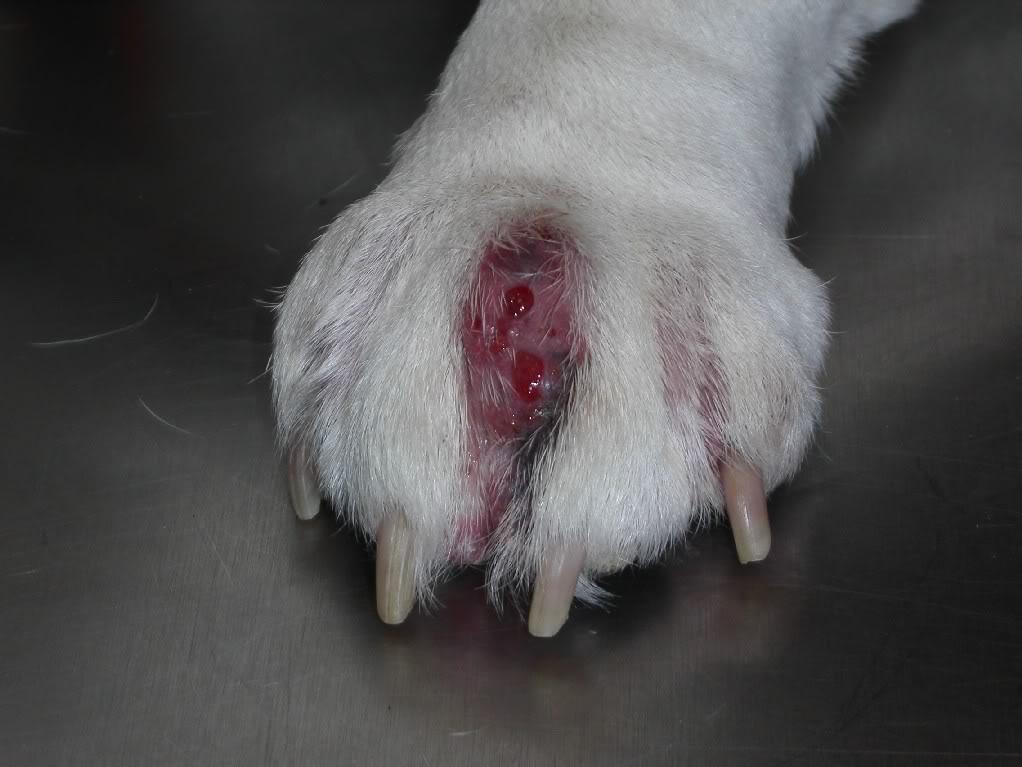 Pododermatitis bei Kaninchen