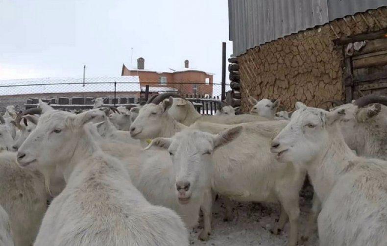 beaucoup de chèvres