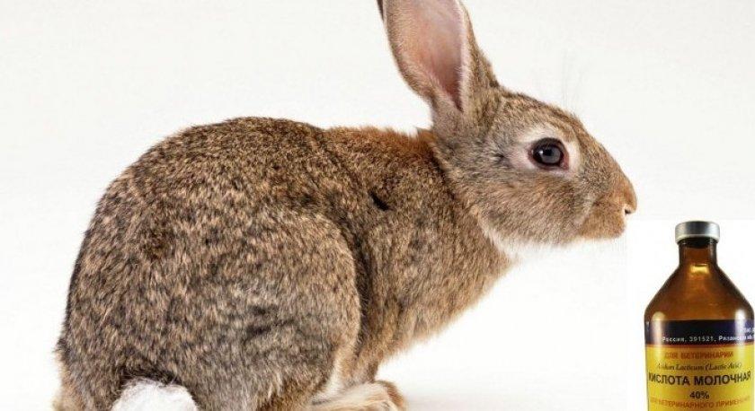 Milchsäure für Kaninchen