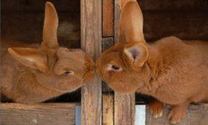 Pourquoi le lapin ne veut pas laisser entrer le lapin, raisons possibles et que faire