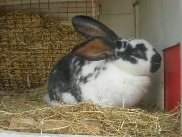 das Verhalten des Kaninchens vor dem Okrol