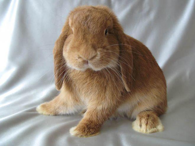 bélier à oreilles tombantes de lapin