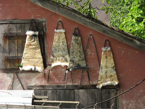 Bräunen von Häuten