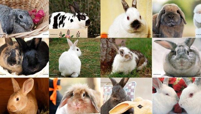 many rabbits