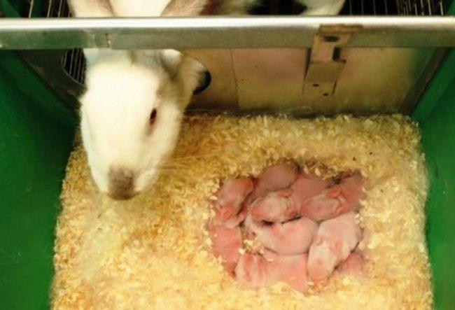 Maße und Zeichnungen einer Königinzelle für Kaninchen und wie man es selbst macht