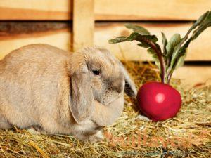 Quoi et comment nourrir le lapin après la naissance et comment augmenter la production de lait