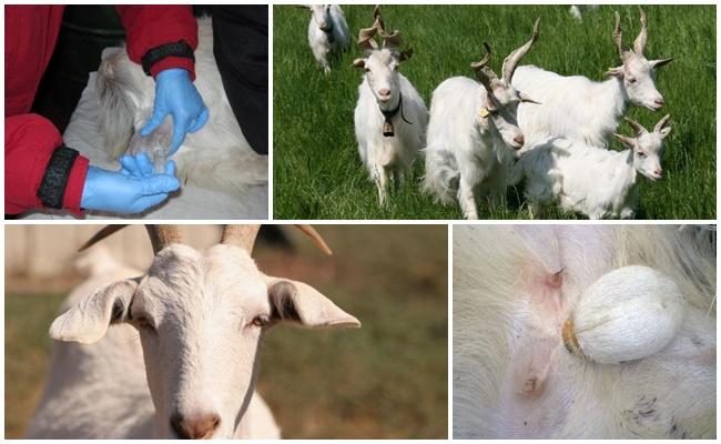 Kastration von Ziegen