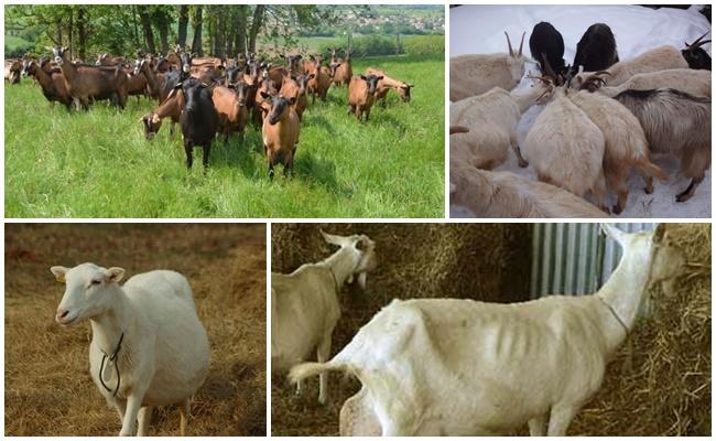 Die Ziege isst oder trinkt nicht