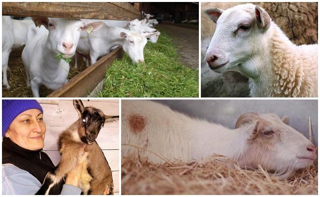 eine Beule am Hals einer Ziege