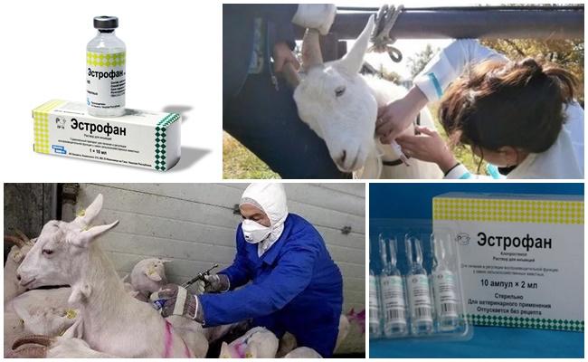 estrophane pour chèvres