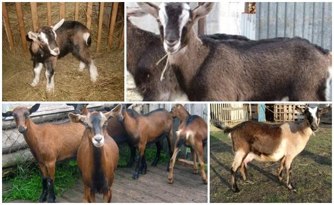 • faible productivité dans la production de viande.