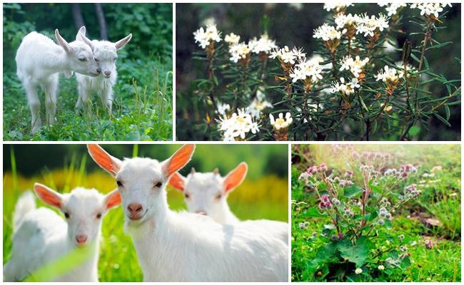 Nachtschatten, wilder Rosmarin, Schnur, Klette