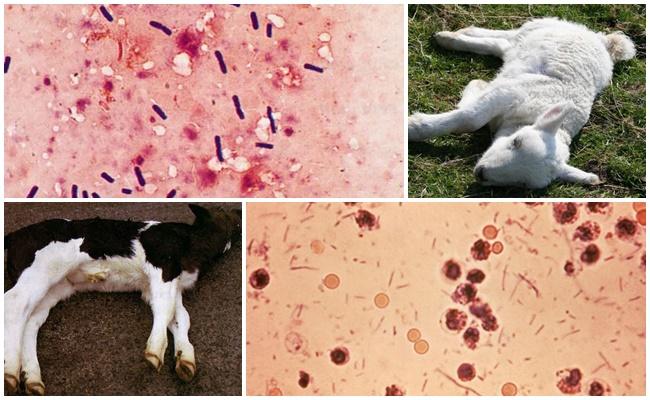 dysenterie anaérobie de l'agneau