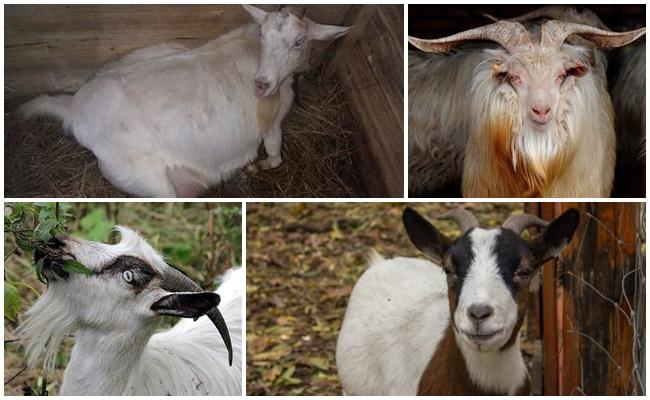 la chèvre est malade