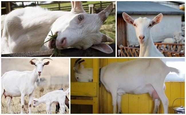 beaucoup de chèvres