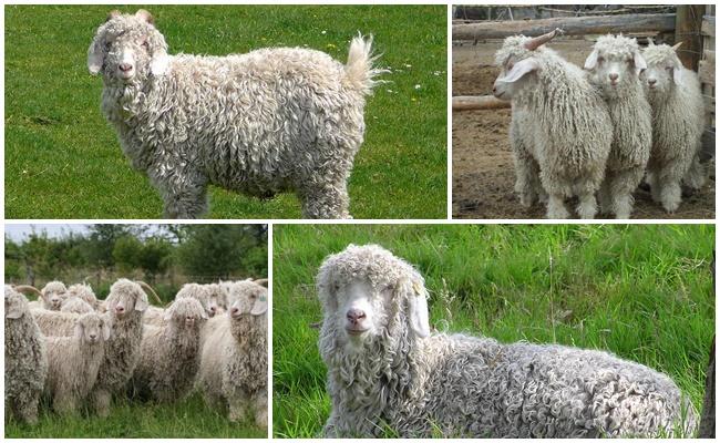 chèvre angora