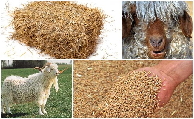 nourrir les chèvres