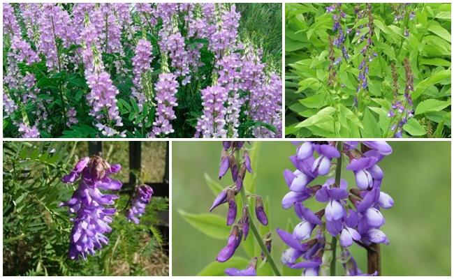 goat's rue grass fodder