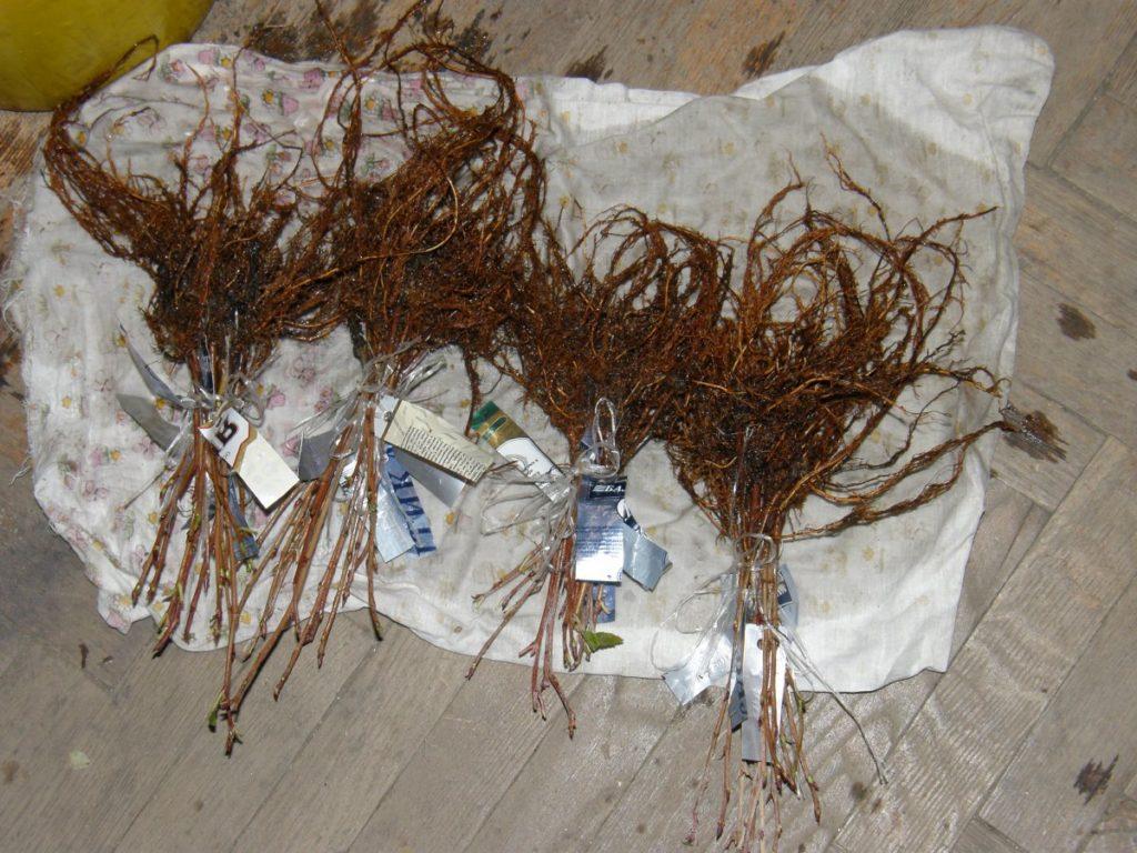 Reproduktion von Viburnum