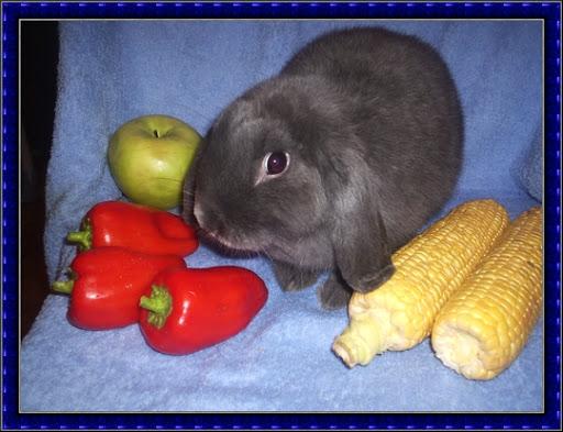 alimentation de lapin