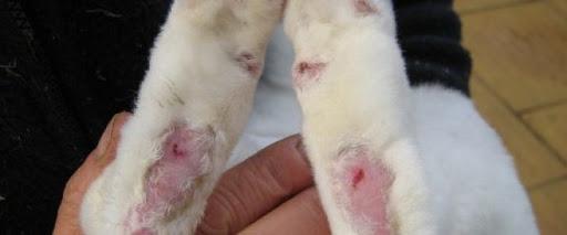 Pododermatitis bei Kaninchen