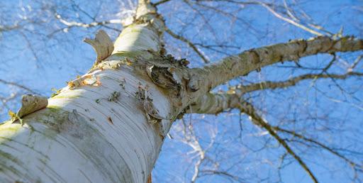 high birch