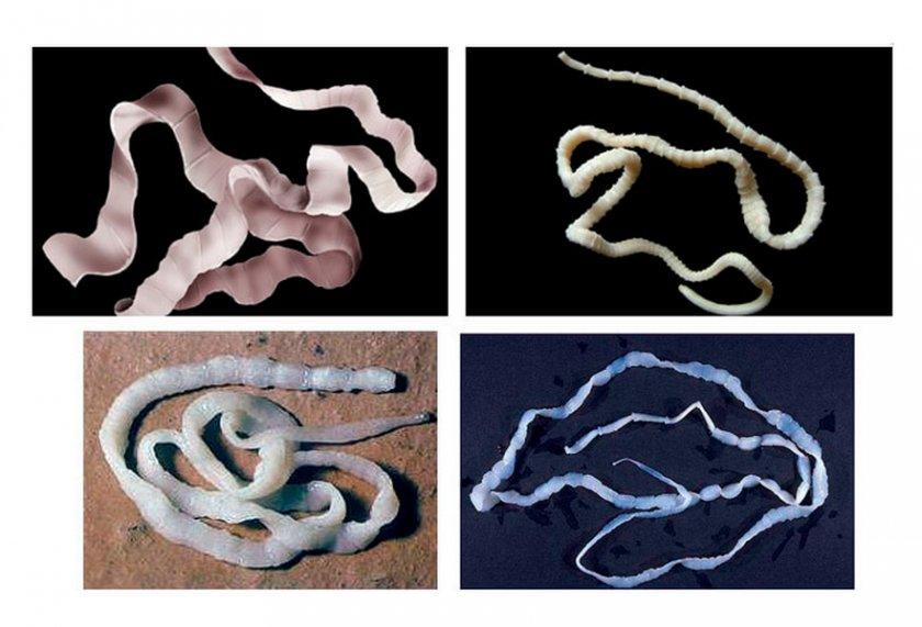 Anzeichen und Symptome von Würmern bei Kühen und Kälbern, Behandlung und Vorbeugung