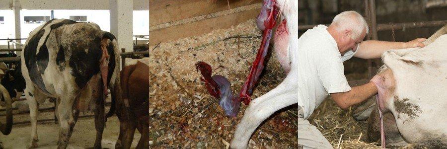 Eimeriose von Rindern