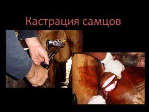 Top 4 Möglichkeiten, Bullen zu kastrieren und in welchem ​​Alter