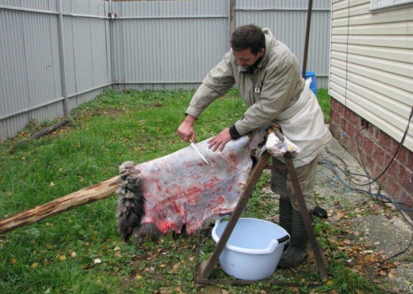 Menschen- und Schafshaut