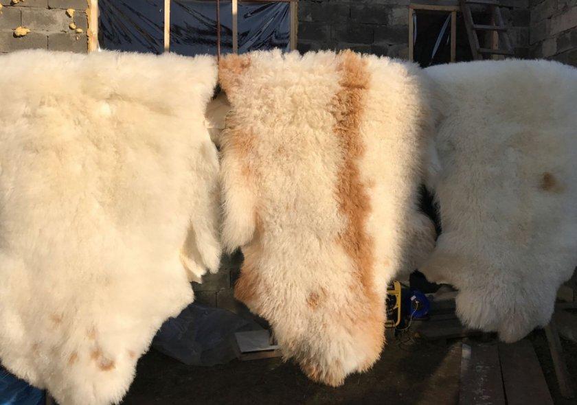 Trocknen von Schafsfellen