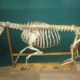 Sheep skeleton: anatomy of limbs and mechanics of movements, how many ribs