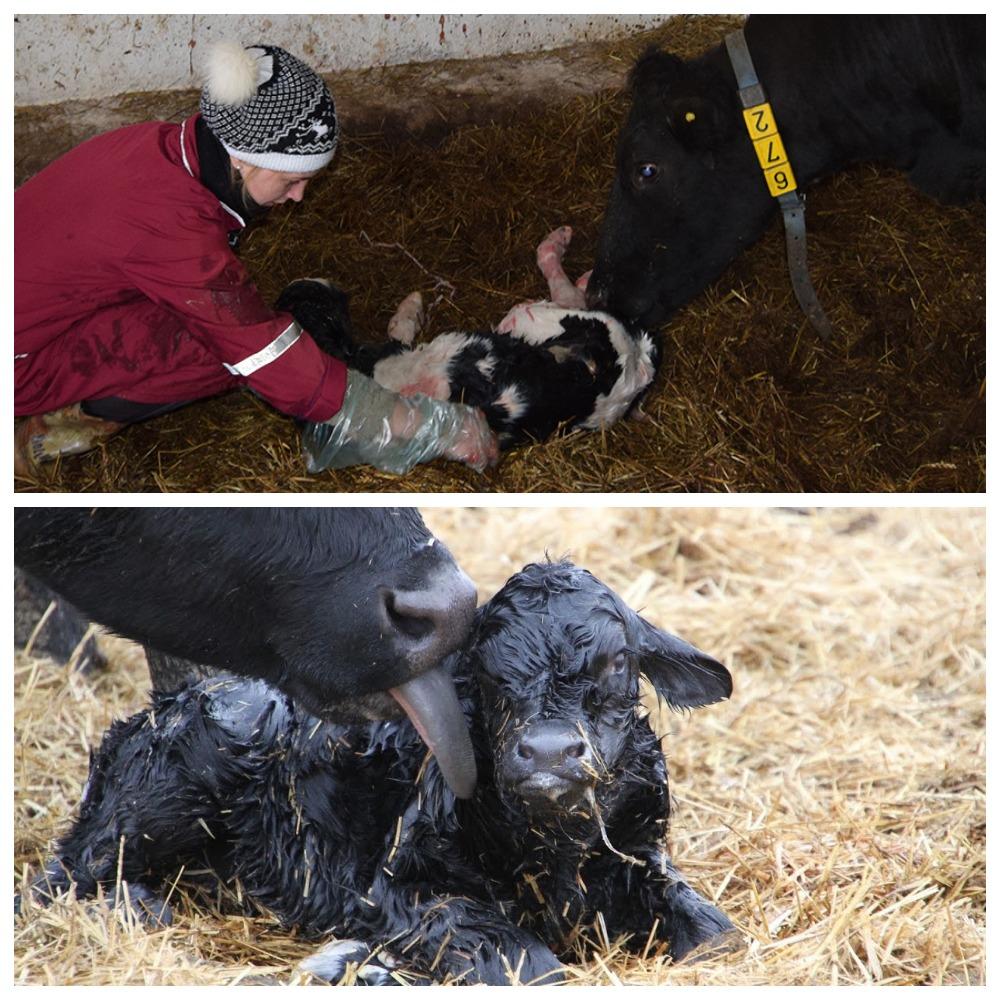 Verdauungsdystrophie