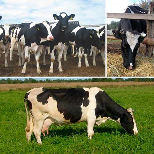 engraissement de bovins