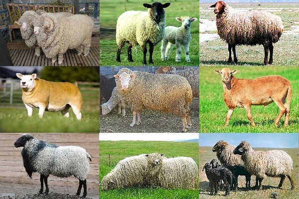 sheep breeding in russia