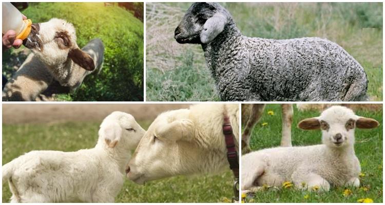 Avec les helminthiases