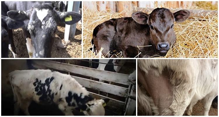 perte de cheveux de veau
