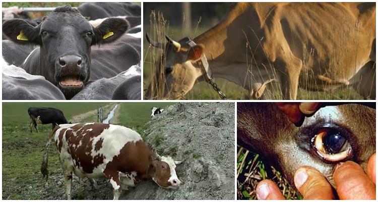 babésiose des bovins