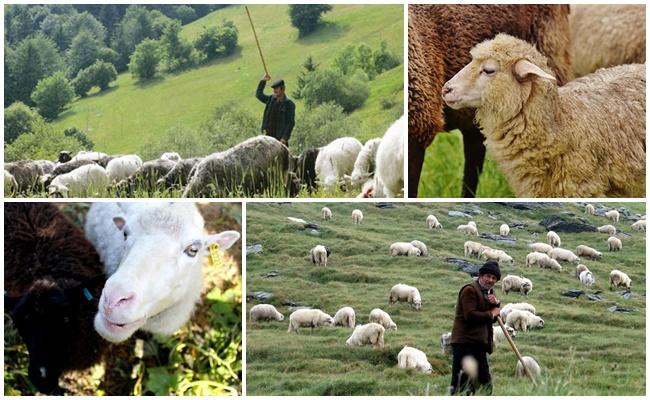 Pâturages artificiels