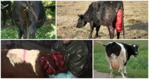 Causes and symptoms of uterine prolapse in a cow, treatment and prevention