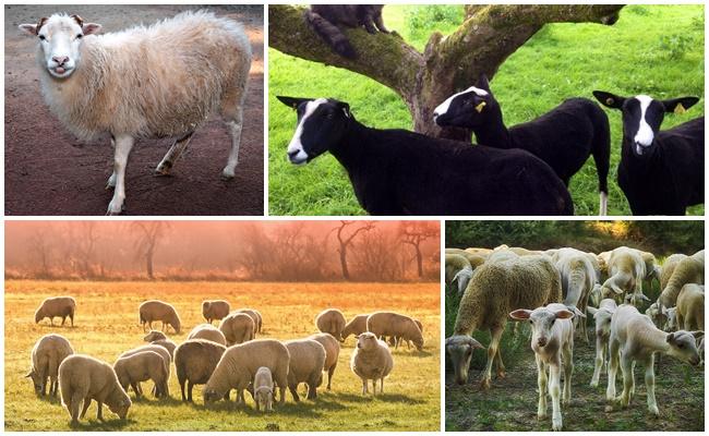 faire paître des moutons